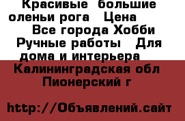 Красивые  большие оленьи рога › Цена ­ 3 000 - Все города Хобби. Ручные работы » Для дома и интерьера   . Калининградская обл.,Пионерский г.